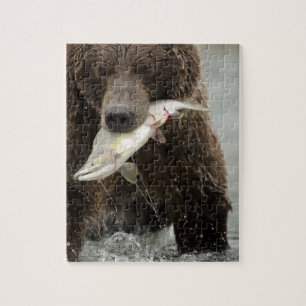 Braunbär, oder Küsten-Grizzlybär, Ursus Puzzle