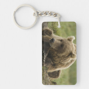 Braunbär, oder Küsten-Grizzlybär, Ursus Schlüsselanhänger
