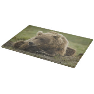 Braunbär, oder Küsten-Grizzlybär, Ursus Schneidebrett