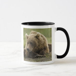 Braunbär, oder Küsten-Grizzlybär, Ursus Tasse