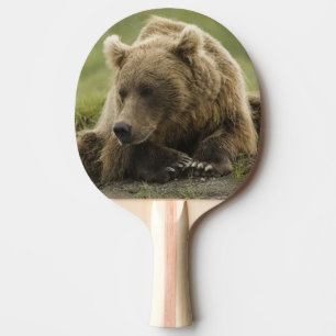 Braunbär, oder Küsten-Grizzlybär, Ursus Tischtennis Schläger