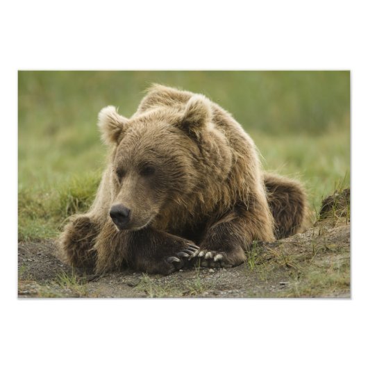 Braunbär oder Küstenbär, Ursus Fotodruck (Vorne)