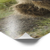 Braunbär oder Küstenbär, Ursus Fotodruck (Ecke)