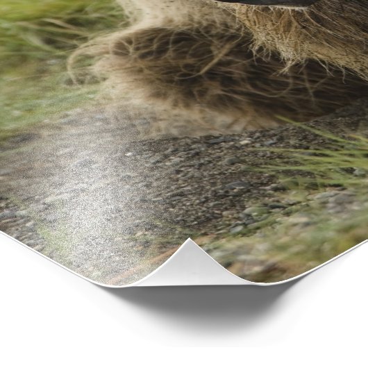 Braunbär oder Küstenbär, Ursus Fotodruck (Ecke)