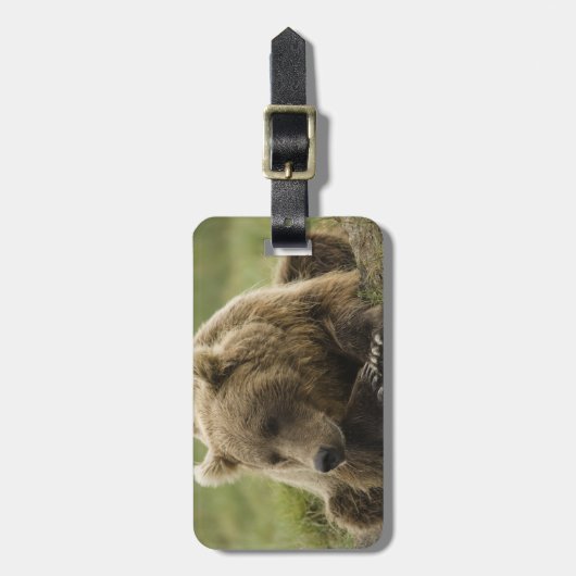 Braunbär oder Küstenbär, Ursus Gepäckanhänger (Vorderseite vertikal)