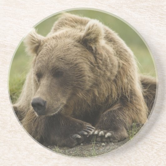 Braunbär oder Küstenbär, Ursus Getränkeuntersetzer (Vorne)