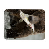 Braunbär oder Küstenbär, Ursus Magnet (Horizontal)