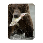 Braunbär oder Küstenbär, Ursus Magnet (Vertikal)
