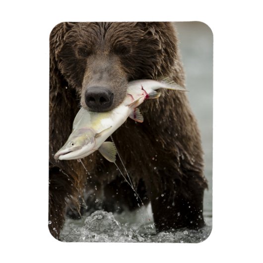 Braunbär oder Küstenbär, Ursus Magnet (Vertikal)