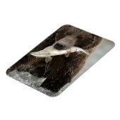 Braunbär oder Küstenbär, Ursus Magnet (Linke Seite)