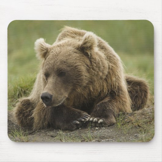 Braunbär oder Küstenbär, Ursus Mousepad (Vorne)