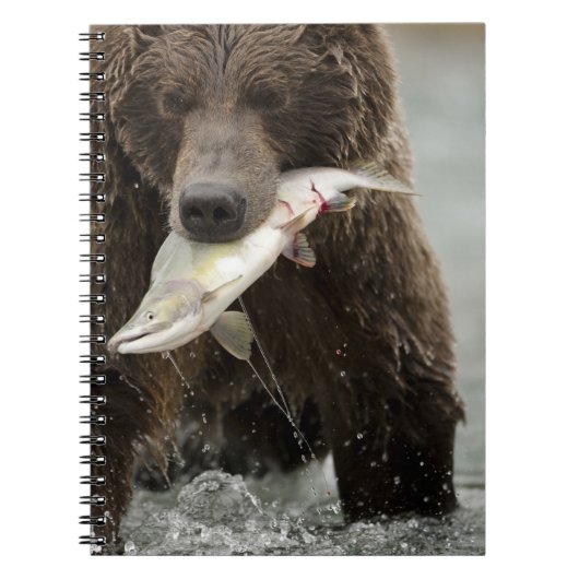 Braunbär oder Küstenbär, Ursus Notizblock (Vorderseite)