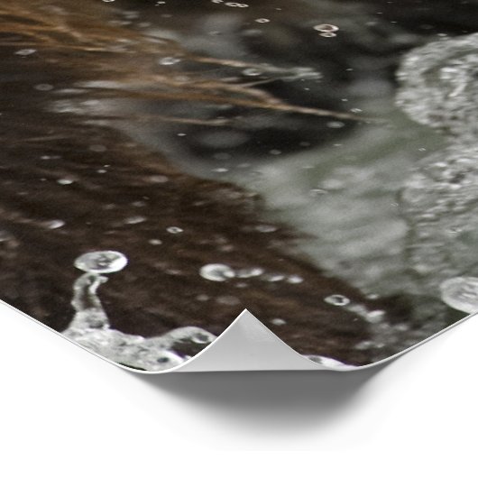 Braunbär oder Küstenbär, Ursus Poster (Ecke)