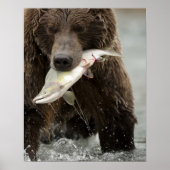 Braunbär oder Küstenbär, Ursus Poster (Vorne)