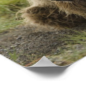 Braunbär oder Küstenbär, Ursus Poster (Ecke)