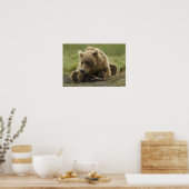 Braunbär oder Küstenbär, Ursus Poster (Küche)