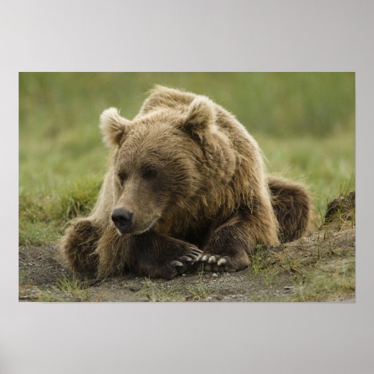 Braunbär oder Küstenbär, Ursus Poster (Vorne)