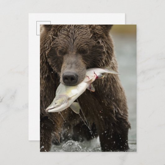 Braunbär oder Küstenbär, Ursus Postkarte (Vorne/Hinten)