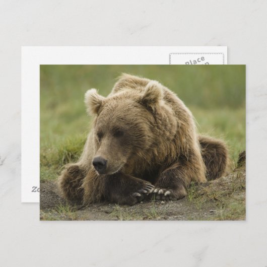 Braunbär oder Küstenbär, Ursus Postkarte (Vorne/Hinten)