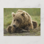 Braunbär oder Küstenbär, Ursus Postkarte (Vorderseite)