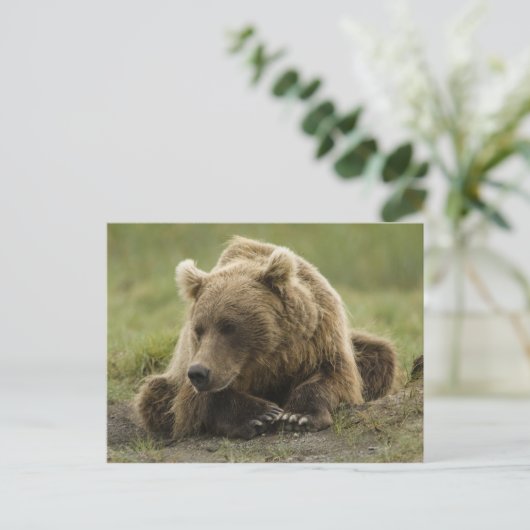 Braunbär oder Küstenbär, Ursus Postkarte (Stehend Vorderseite)