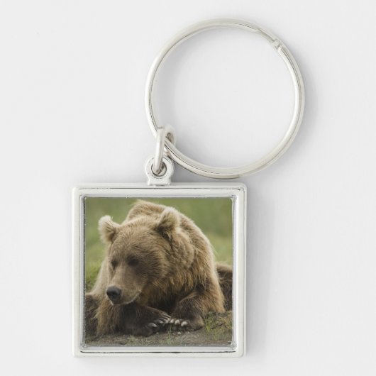 Braunbär oder Küstenbär, Ursus Schlüsselanhänger (Vorne)