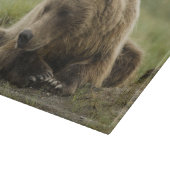 Braunbär oder Küstenbär, Ursus Schneidebrett (Ecke)