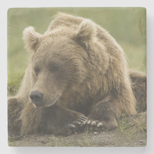 Braunbär oder Küstenbär, Ursus Steinuntersetzer (Vorderseite)