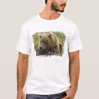 Braunbär oder Küstenbär, Ursus