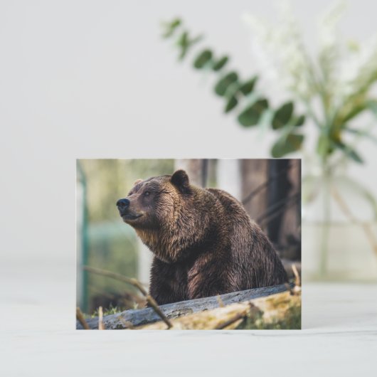 Braunbär-Pose Postkarte (Stehend Vorderseite)