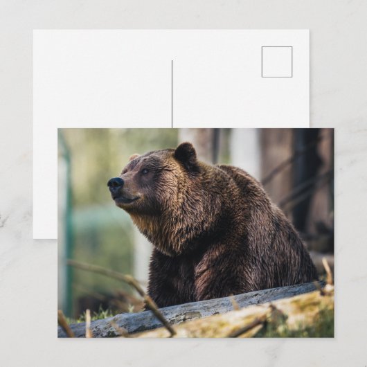 Braunbär-Pose Postkarte (Vorne/Hinten)