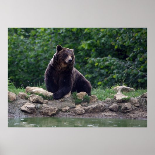 Braunbär Poster (Vorne)