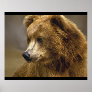 Braunbär Poster