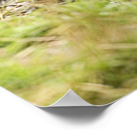 Braunbär Poster (Ecke)