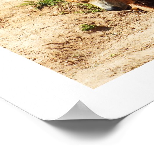 Braunbär Poster (Ecke)