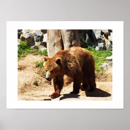 Braunbär Poster (Vorne)
