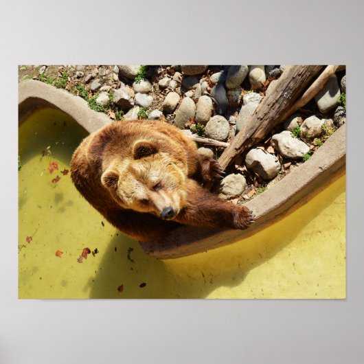Braunbär Poster (Vorne)