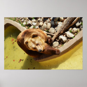 Braunbär Poster
