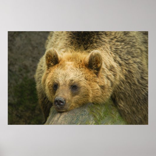 Braunbär Poster (Vorne)
