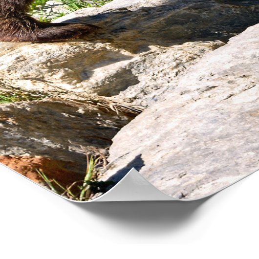 Braunbär Poster (Ecke)