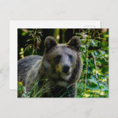 Braunbär Postkarte (Vorne/Hinten)