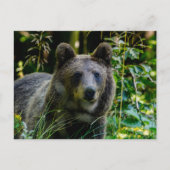 Braunbär Postkarte (Vorderseite)