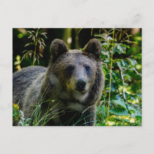 Braunbär Postkarte (Vorderseite)