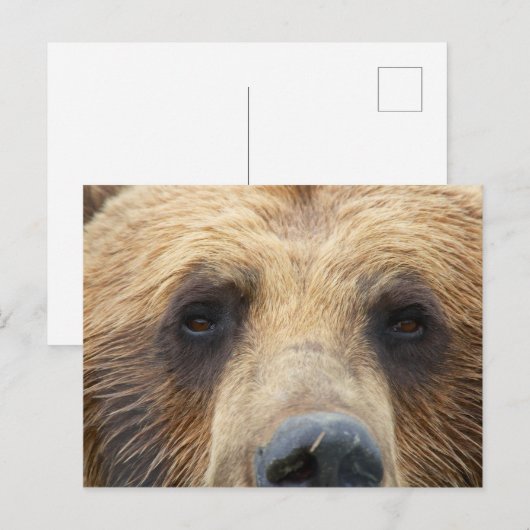 Braunbär Postkarte (Vorne/Hinten)