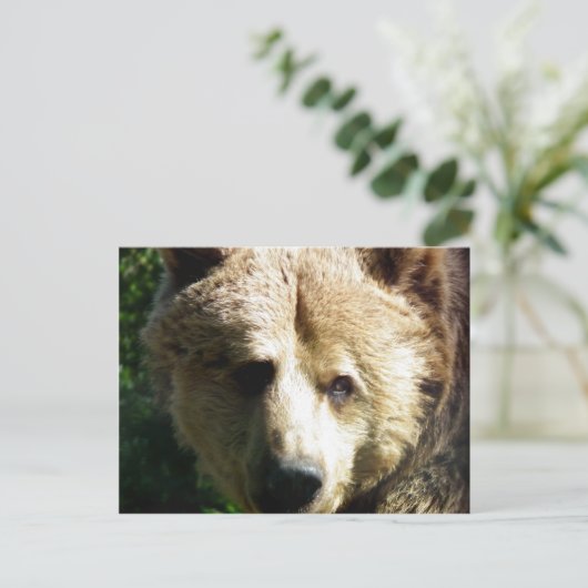 Braunbär Postkarte (Stehend Vorderseite)