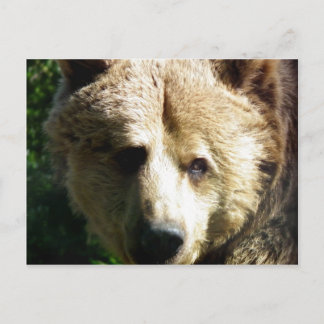 Braunbär Postkarte