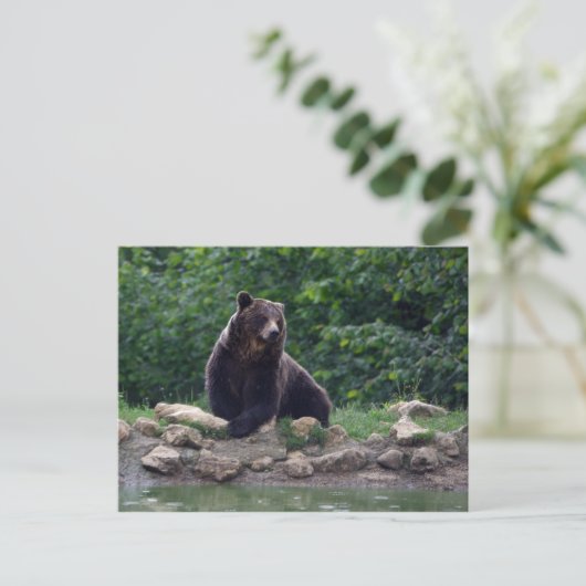 Braunbär Postkarte (Stehend Vorderseite)