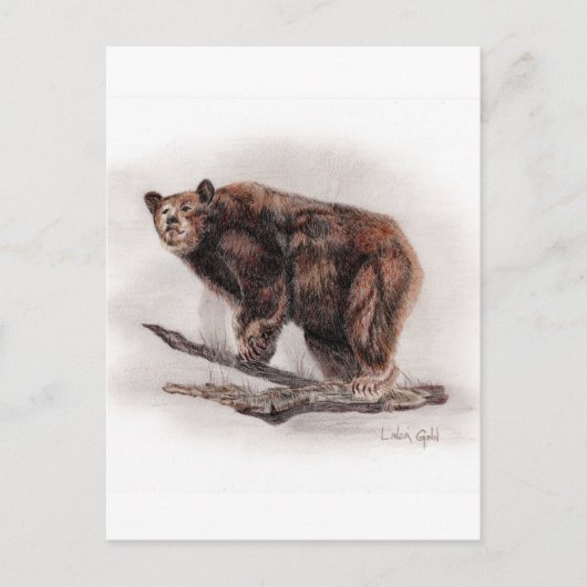 Braunbär Postkarte (Vorderseite)