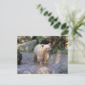 Braunbär Postkarte (Stehend Vorderseite)
