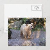 Braunbär Postkarte (Vorne/Hinten)